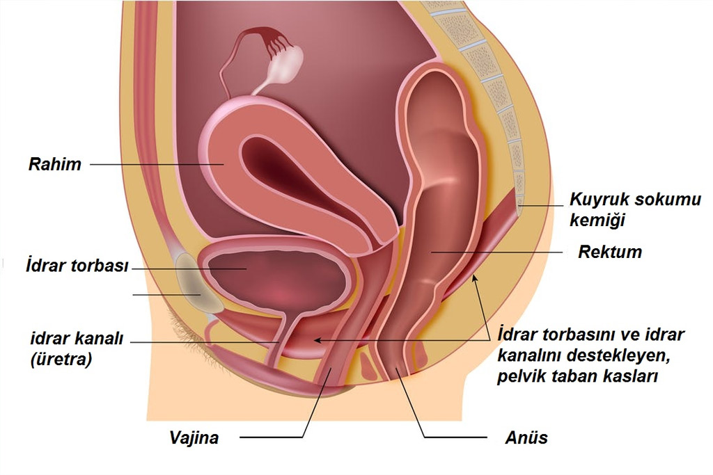 Female Urology